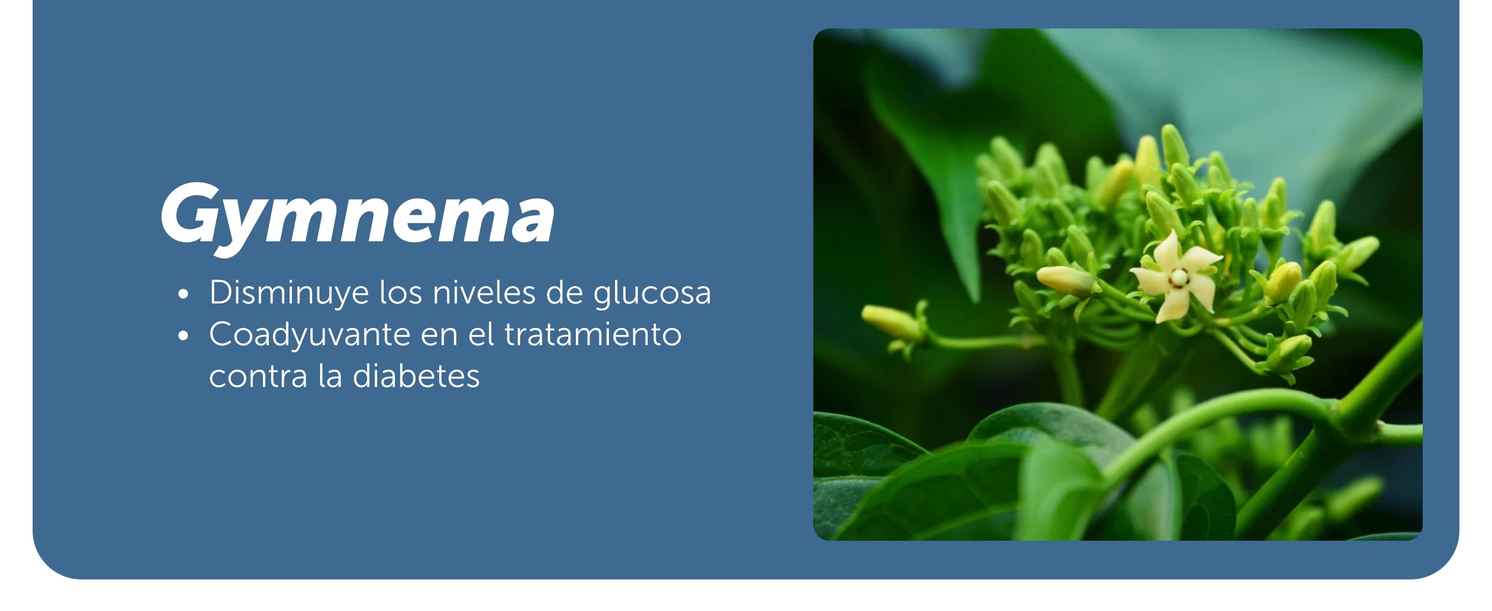 Evervital® Zuckont 45 Cápsulas Caja con 6 Piezas