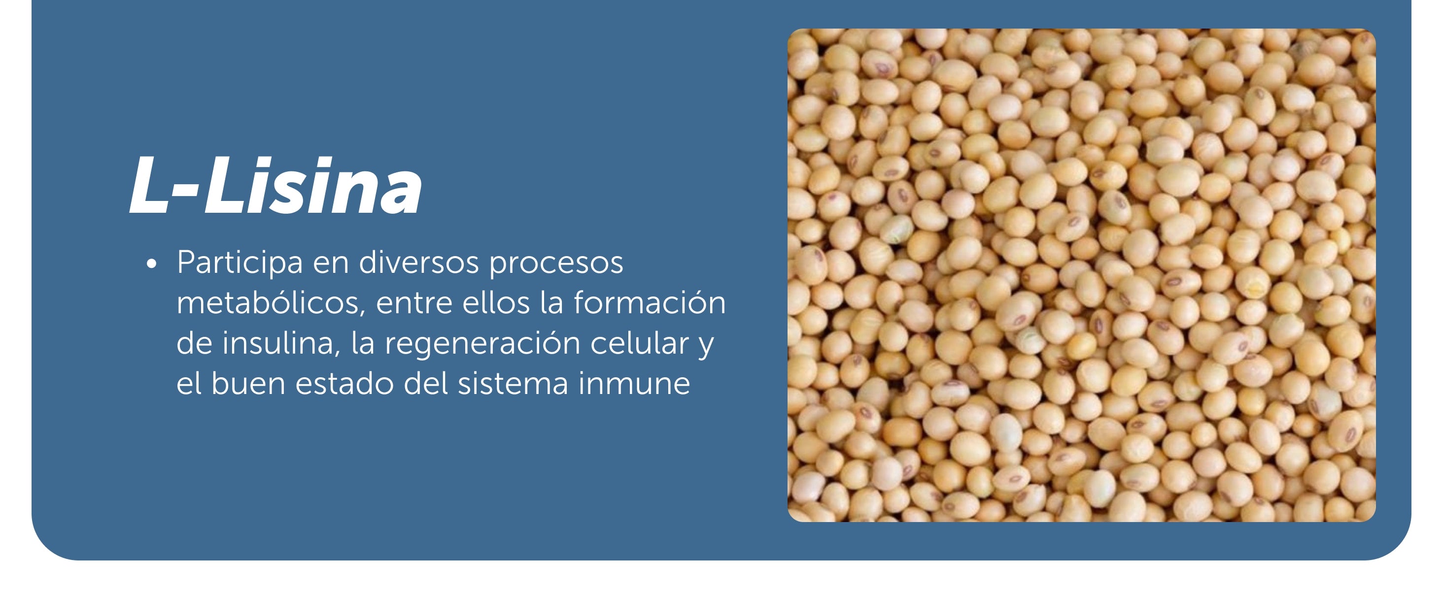 Evervital® Zuckont 45 Cápsulas Caja con 6 Piezas