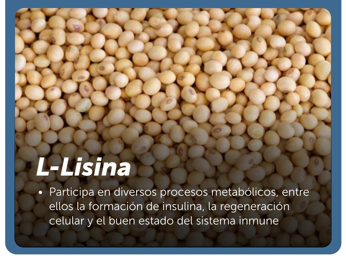 Evervital® Zuckont 45 Cápsulas Caja con 6 Piezas
