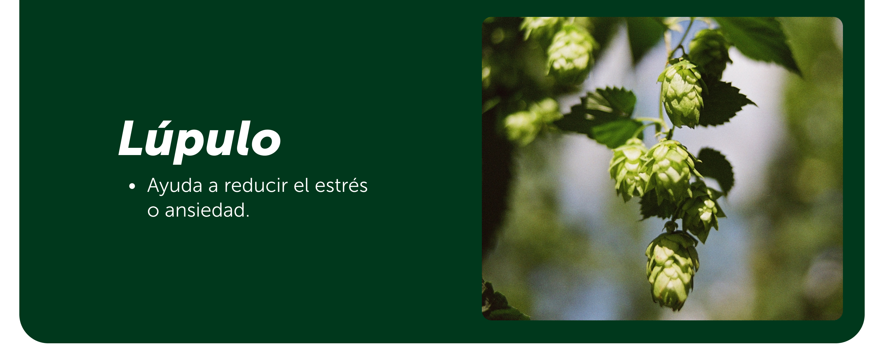 Vivinox®-N 100 Tabletas