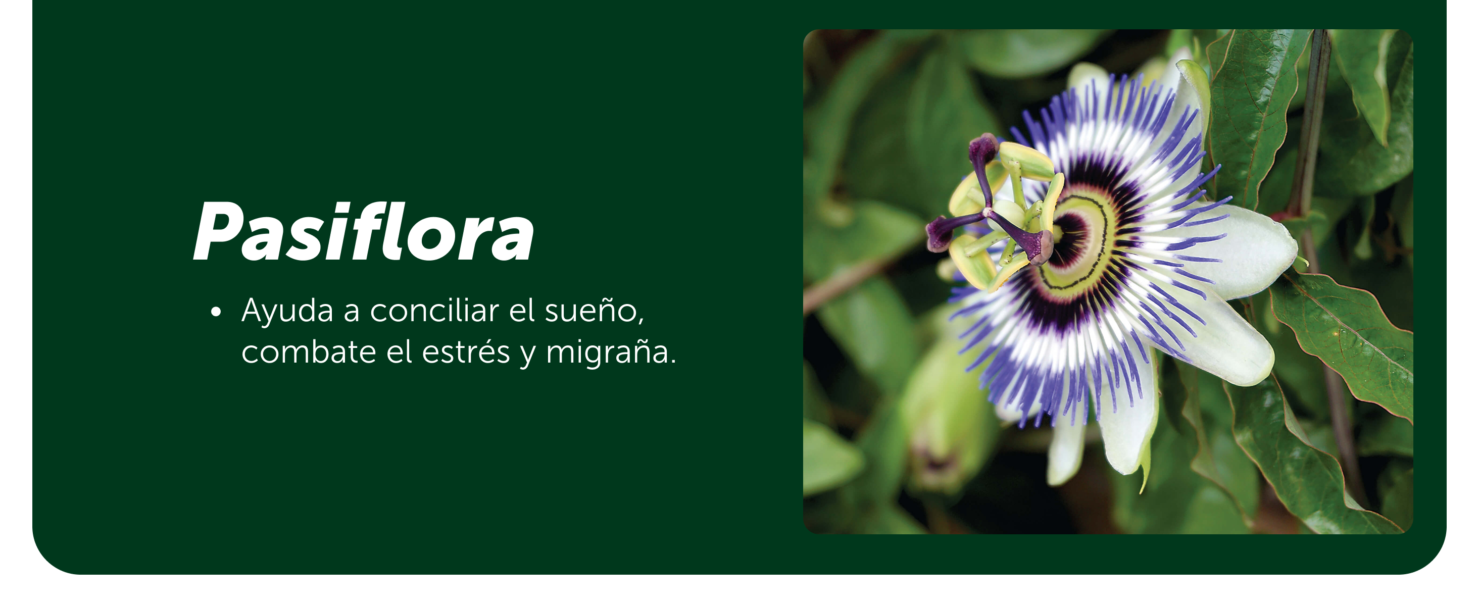 Vivinox®-N 100 Tabletas