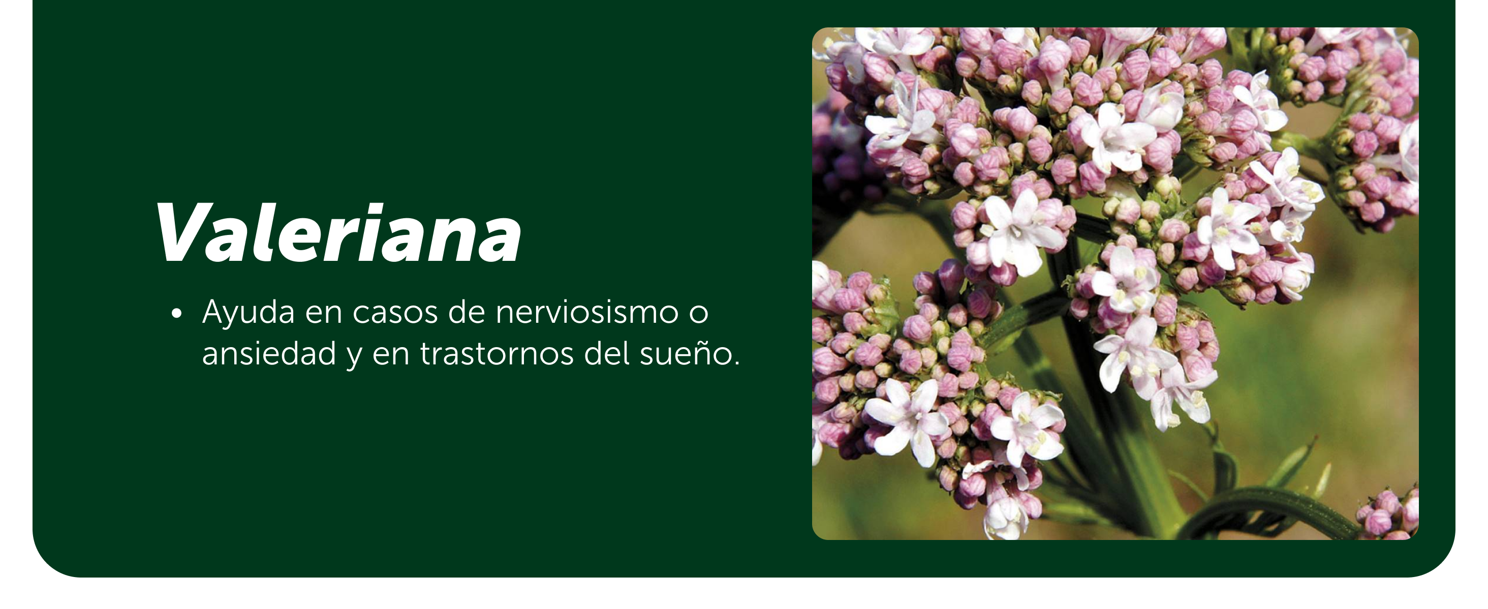 Vivinox®-N 100 Tabletas