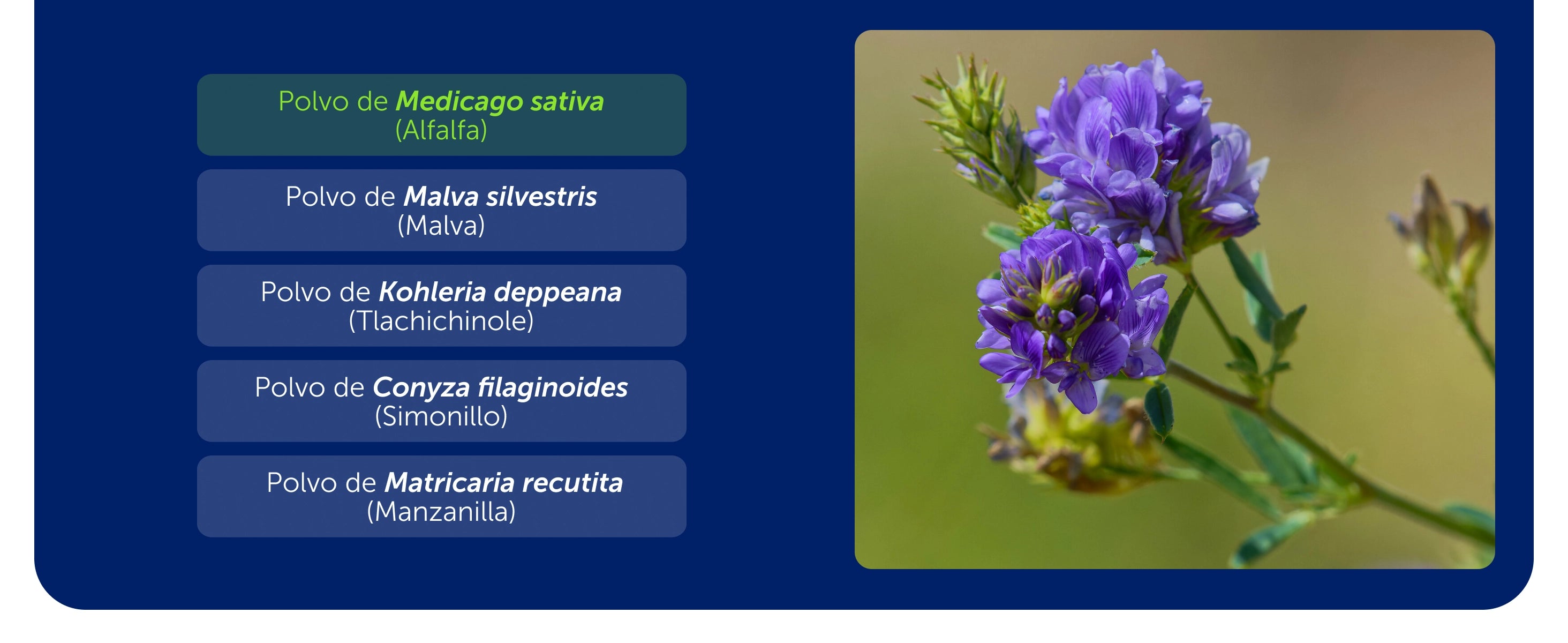 Cicatrisán Gastricus® 50 Tabletas