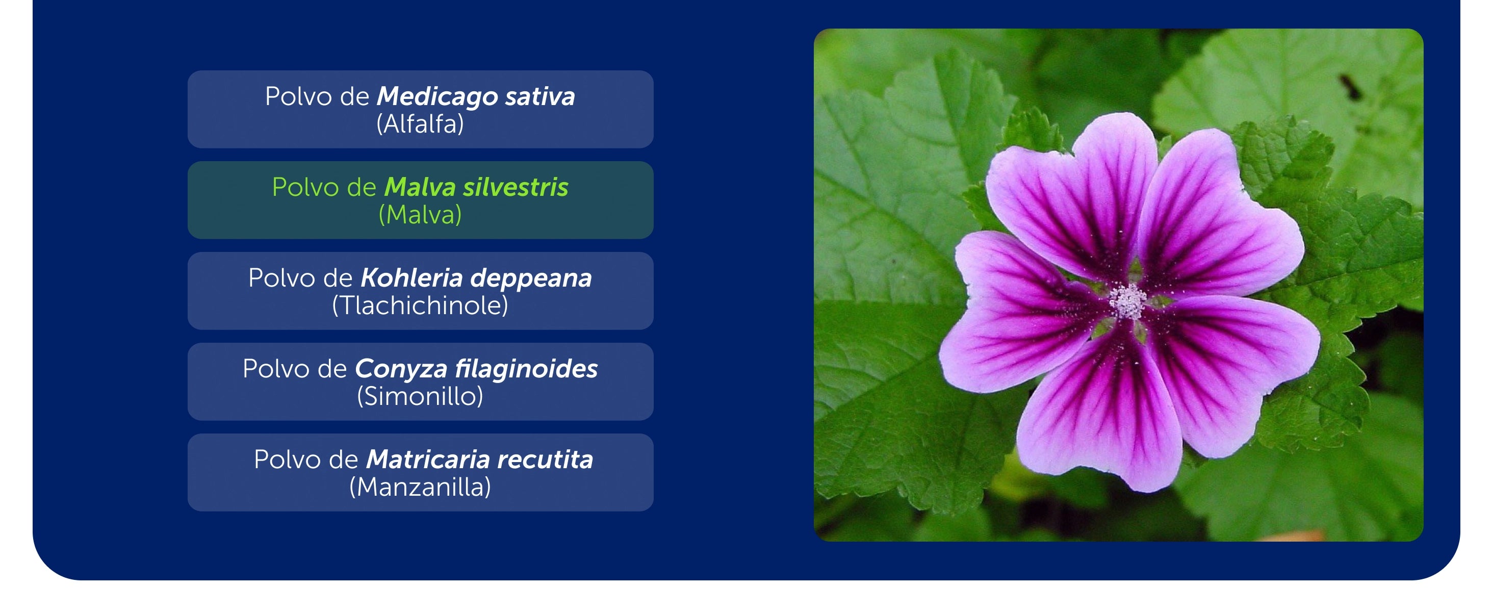 Cicatrisán Gastricus® 50 Tabletas