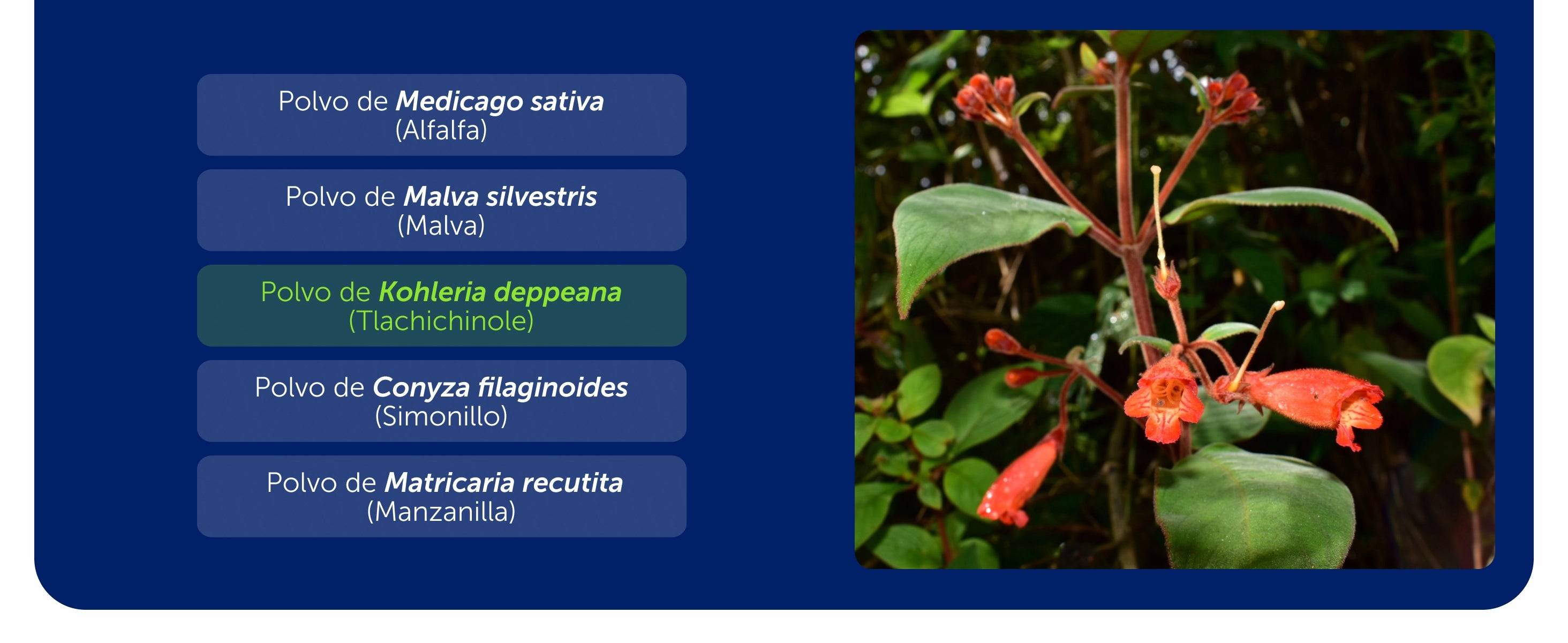 Cicatrisán Gastricus® 50 Tabletas