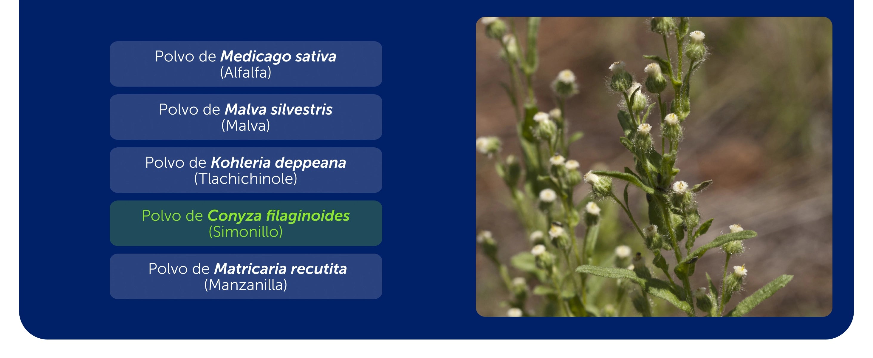 Cicatrisán Gastricus® 50 Tabletas