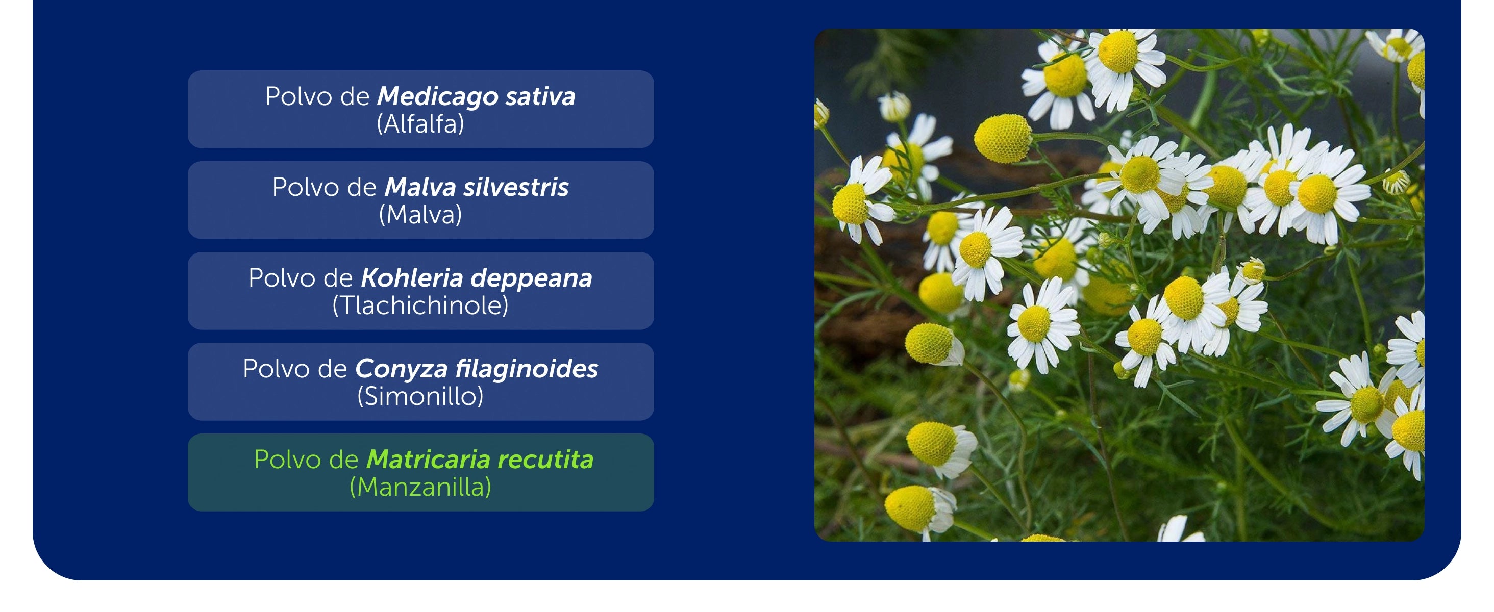 Cicatrisán Gastricus® 50 Tabletas