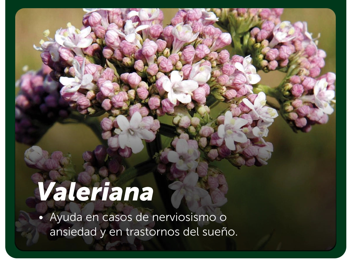 Vivinox®-N 40 Tabletas