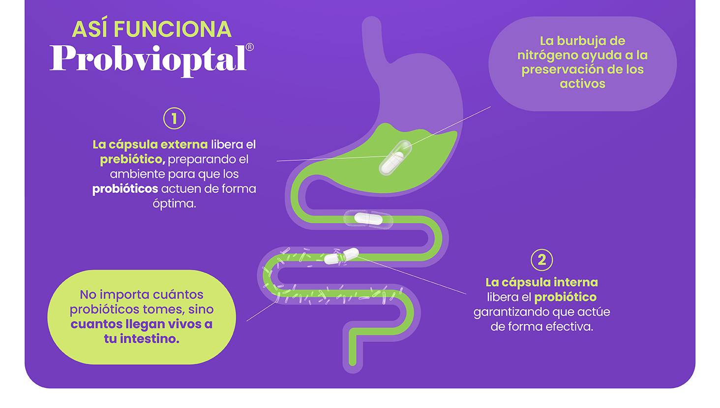 Probvioptal® 30 Cápsulas | Probiótico + Prebiótico