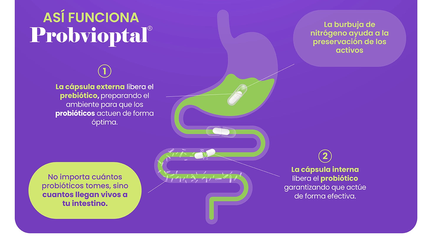 Probvioptal® 60 Cápsulas Charola con 24 piezas | Probiótico + Prebiótico